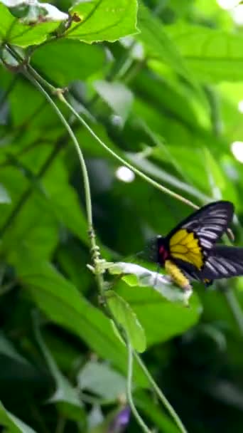 Two Friendly Yellow Butterflies Fly Together Field High Quality Footage — Stock Video