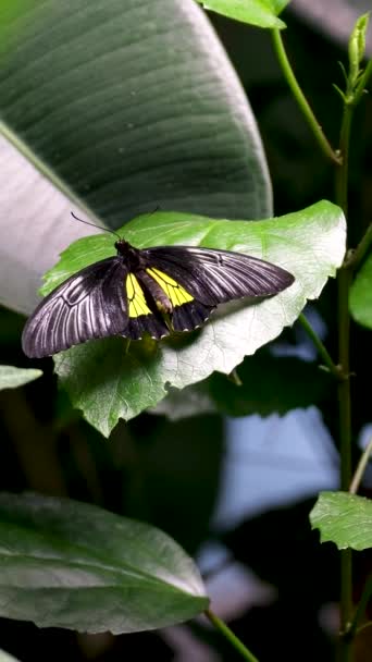 Mariposa Sobre Hoja Árbol Día Lluvioso Parejas Mariposas Apareándose Alta — Vídeos de Stock