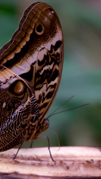 Motyl Monarchy Wyłaniający Się Kokonu Rozszerzający Swoje Piękne Skrzydła Odlatujący — Wideo stockowe