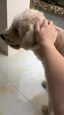 Kız bir köpeğin tüylü tüylerini okşar. Yüksek kaliteli FullHD görüntüler