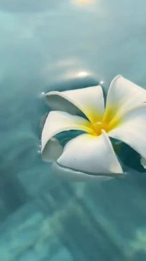 Yansıyan mavi su yüzeyinde beyaz frangipani ya da Plumeria çiçeğini kapatın. PLUMERYA ÇİÇEĞİ