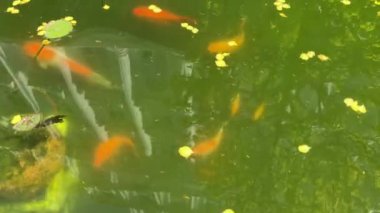 Balığı beslemek, dekoratif sazan, özel bir evin bahçesindeki gölet çerçeveli havuzdan yapılır. Yeşil su kirlidir. Yüksek kalite 4K görüntü.