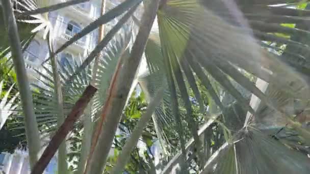 Primer Plano Tres Palmeras Balanceándose Suavemente Brisa Tropical Hojas Palma — Vídeo de stock