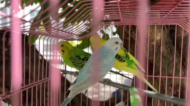 Zielone Żółte Papugi Klatce Wysokiej Jakości Materiał — Wideo stockowe
