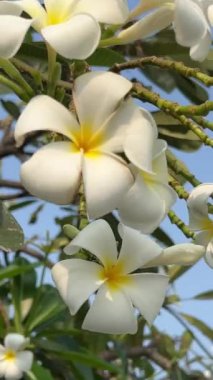 Frangipani tropikal çiçekleri, Plumeria çiçekleri güneşli bir günde mavi gökyüzü. Yüksek kalite 4k görüntü