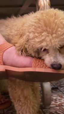 Genç bir kaniş köpeği dişlerini gıcırdatıyor bir insanın elini ısırıyor genç bir hayvanı kemiriyor. Yüksek kalite 4K görüntü veteriner diş ağrısı.