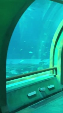 Vininci, Nam Hoi An. Quang Nam VinWonders Phu Quoc, Vietnam Hayal Sarayı VinWonders Tema Parkı Phu Quoc Adası. Oceanarium akvaryumu Vininci, Nam Hoi An. Quang Nam.