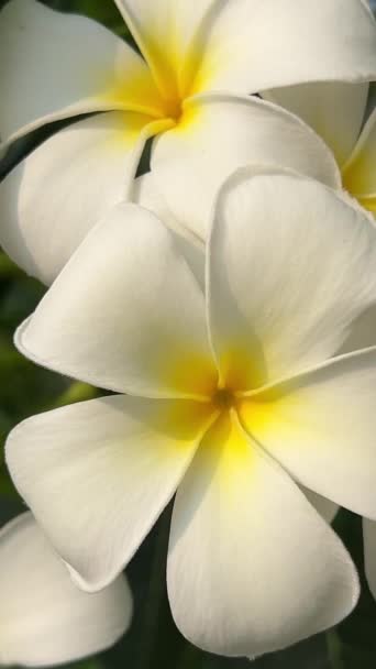 Frangipani Tropikalne Kwiaty Kwiaty Plumerii Świeże Słoneczny Dzień Błękitnym Niebem — Wideo stockowe