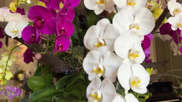 Close Orchid Flowers Beautiful Orchid Flowers Phalaenopsis Orchid Flower High — Stock Video