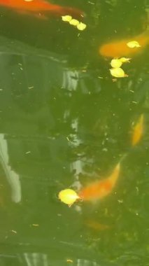 Balığı beslemek, dekoratif sazan, özel bir evin bahçesindeki gölet çerçeveli havuzdan yapılır. Yeşil su kirlidir. Yüksek kalite 4K görüntü.