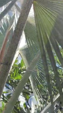 Üç palmiye ağacının yakın plan çekimi tropikal esintide yavaşça sallanırken. Mavi palmiye yüksek kaliteli 4K görüntü bırakıyor