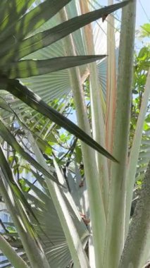 Tropikal yapraklara yağmur damlaları. Yüksek kalite 4k görüntü