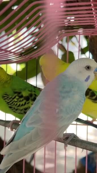 笼子里的绿的和黄的鹦鹉 高质量的4K镜头 — 图库视频影像