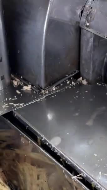 Προμηθευτής Εξάγει Τον Φρέσκο Χυμό Από Ακατέργαστο Ζαχαροκάλαμο Χρησιμοποιώντας Μηχανή — Αρχείο Βίντεο