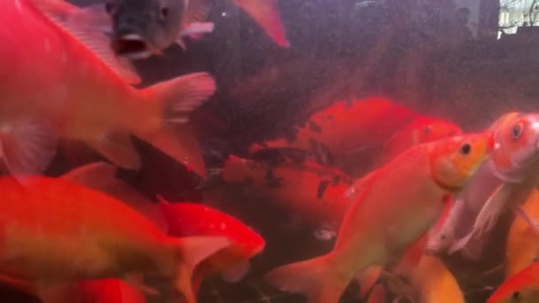Pandangan Dekat Dari Berbagai Warna Ornamental Ikan Koi Berenang Rekaman — Stok Video