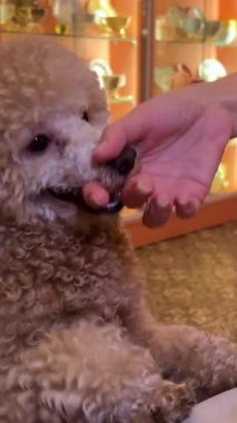 Genç bir kaniş köpeği dişlerini gıcırdatıyor bir insanın elini ısırıyor genç bir hayvanı kemiriyor. Yüksek kalite 4K görüntü veteriner diş ağrısı.