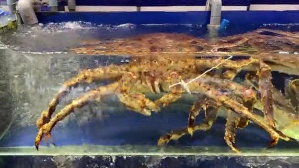 Alaska Königskrabben Restaurantbecken Lebende Krebse Einem Aquarium Einem Restaurant Hochwertiges — Stockvideo