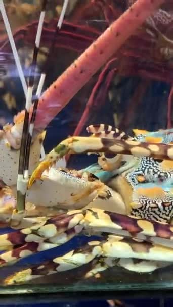 Vista Perto Lobsters Vivos Aquário Mercado Noturno Comida Frutos Mar — Vídeo de Stock