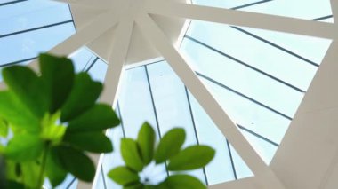 Çiçek yaprağında güneş parıldıyor. Dolly 4K kayıyor. Yüksek kalite 4k görüntü