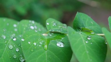 Yağmur damlaları kaygan vuruşlar yapar. Yüksek kalite 4k görüntü