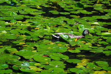 Yaban ördeği gölette yüzüyor. Gölde ördekler olan doğa geçmişi. Yüksek kalite 4k görüntü