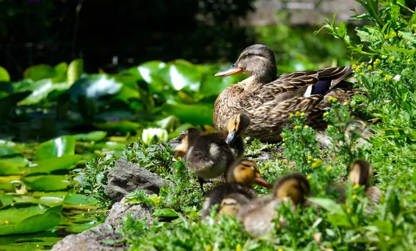 A high resolution video of a group of ducks at a pond in the Dutch forest called Het Haagse Bos. Wildlife, animal footage. No people, horizontal video. Ducks eat grass in a summer meadow