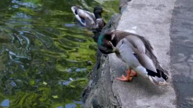 Parkta çimlerin üzerinde yürüyen gri kaz. Greylag kazları, Anatidae familyasından bir kuş türü. Evcil kuş avcıları gidip yeşil çimlerin arasında otlarlar. Yaşam kümes hayvanları. Yüksek kalite 