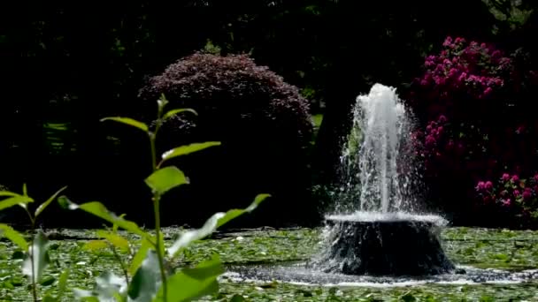 春天和夏天的野生树木在绿地里留下池塘美丽的天气走在市中心比肯山公园前加拿大维多利亚州 高质量的4K镜头 — 图库视频影像