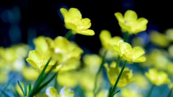 Many Creeping Buttercups Beautiful Yellow Flower Green Field Close 2160P — Stock Video