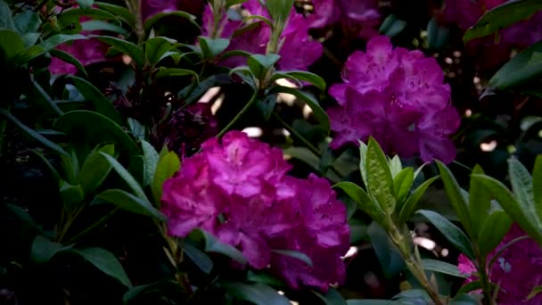 Flores Épicas Naturaleza Filmadas 120 Cuadros Por Segundo Imágenes Alta — Vídeos de Stock