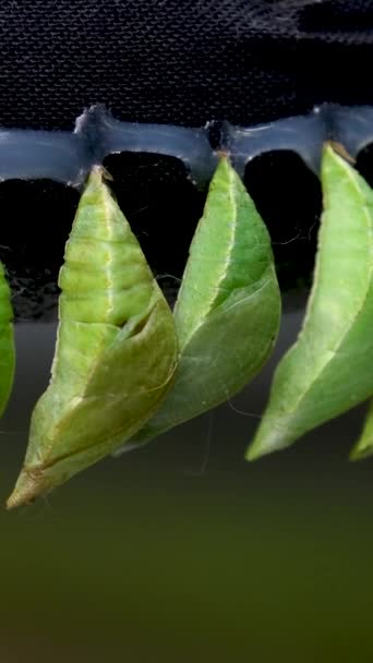 蚜虫幼虫挂在绿叶上 它用丝绸制造箱子 上面覆盖着木棍和其他碎屑 高质量的4K镜头 — 图库视频影像