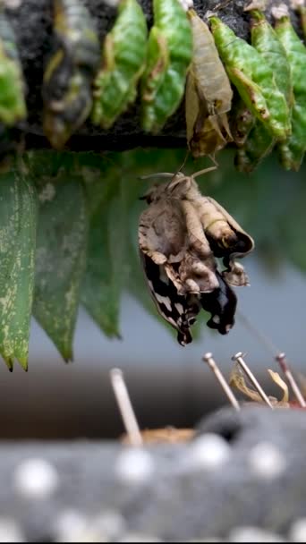 蚜虫幼虫挂在绿叶上 它用丝绸制造箱子 上面覆盖着木棍和其他碎屑 高质量的4K镜头 — 图库视频影像