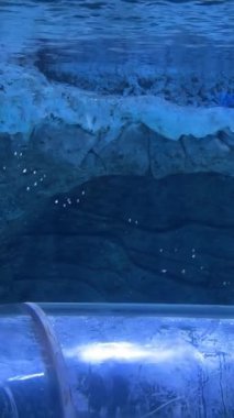 Vininci, Nam Hoi An. Quang Nam VinWonders Phu Quoc, Vietnam Hayal Sarayı VinWonders Tema Parkı Phu Quoc Adası. Oceanarium akvaryumu Vininci, Nam Hoi An. Quang Nam.