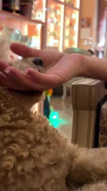 Kaniş köpeği diş çıkarma veteriner eczanesinde küçük hayvanların el ve ayak ayakkabılarını kemirmesine yardım ediyor. Yüksek kalite 4k görüntü