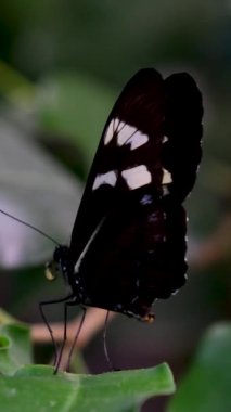 Bahçe bahçesinde Tayland kelebeği yaz çiçeği ve kelebek çiçeği kelebeği. Yüksek kalite 4k görüntü