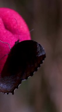 Yağmurlu bir günde ağaç yaprağında kelebek. Kelebek çiftler çiftleşiyor. Yüksek kalite 4K görüntü siyah kelebek