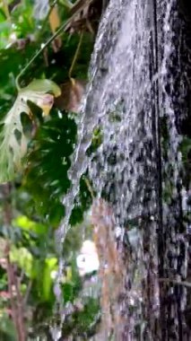 Yağmur ormanlarındaki kapalı yağmur girdabı kubbesinin parallaks görüntüsü. Yüksek kalite 4k görüntü