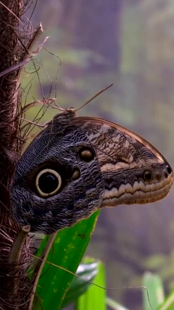 蝴蝶落在树叶上 蝴蝶夫妇交配 优质4K镜头黑色蝴蝶 — 图库视频影像