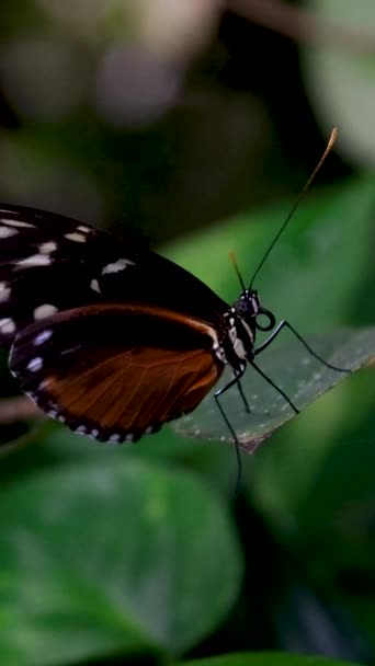 Monarch Fjäril Framträder Kokong Sprider Sina Vackra Vingar Och Flyger — Stockvideo