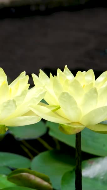 Wolny Ruch Fal Wodnych Refleksji Nieba Powierzchni Białym Kwiatem Lotosu — Wideo stockowe