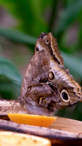 Butterfly Drinkt Nectar Fruit Huisdier Insect Huis Een Vlinder Voedt — Stockvideo