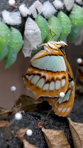 Niesamowita Chwila Monarcha Motyl Poczwarka Kokony Zawieszone Transformacja Koncepcji Motyla — Wideo stockowe