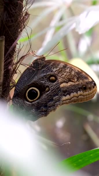 Schmetterling Auf Baumblatt Einem Regnerischen Tag Schmetterlingspaare Paaren Sich Hochwertige — Stockvideo