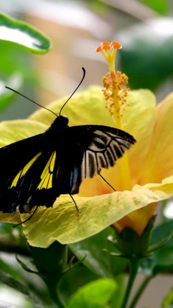 蝴蝶落在树叶上 蝴蝶夫妇交配 优质4K镜头黑色蝴蝶 — 图库视频影像