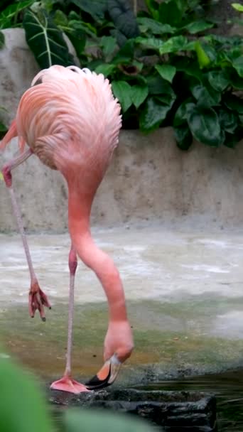 Różowy Flaming Stojący Wodzie Tropikalnym Ogrodzie Funchals Wspaniałe Różowe Flamingi — Wideo stockowe