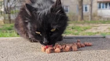 Sokak kedisi avlusu kedisi. Kapatın zavallı sokak kedisi kara kedisini. Açık havada yerden kuru yiyecekler yiyor. Yüksek kalite 4k görüntü