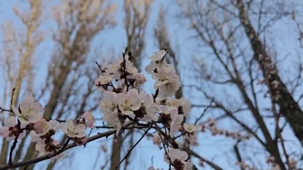 Filialer Till Ett Blommande Aprikosträd Bin Flyger Och Sitter Vackra — Stockvideo
