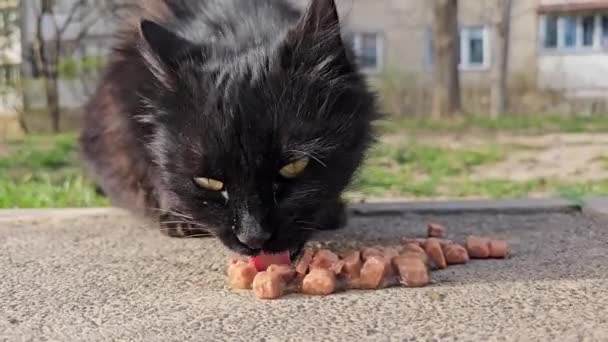 ストリートキャットヤード猫は 屋外で 地面から直接乾燥した食べ物を食べる貧しい野良黒猫の近くにいます 高品質の4K映像 — ストック動画