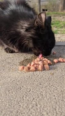 Sokak kedisi avlusu kedisi. Kapatın zavallı sokak kedisi kara kedisini. Açık havada yerden kuru yiyecekler yiyor. Yüksek kalite 4k görüntü