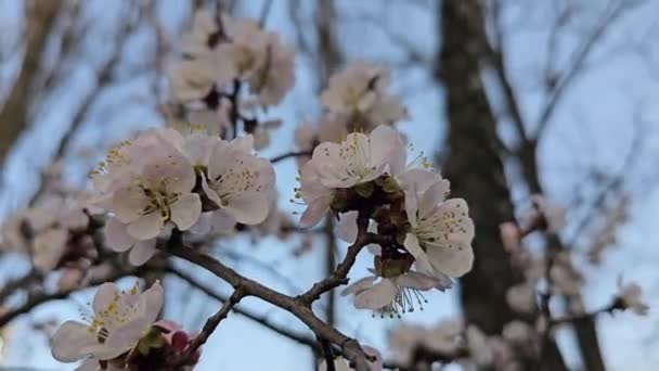 Gałęzie Kwitnącego Drzewa Morelowego Pszczoły Latają Siedzą Pięknych Białych Kwiatach — Wideo stockowe